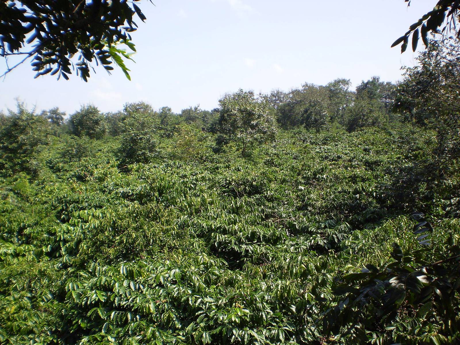 Dense rows of green robusta coffee bushes under taller shade trees on a farm in Cu Kuin, near Buon Ma Thuot, on a clear day
