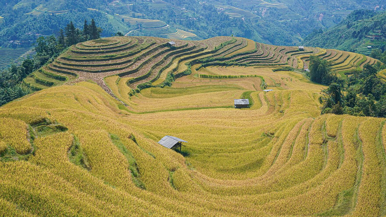 Golden, ripening rice terraces curving around a hillside at Nam Khoa in Hoang Su Phi, with small field huts and green mountains behind, in daylight