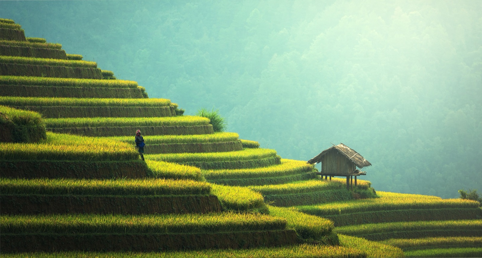 Ripening yellow-green rice terraces curve around a hillside in Mu Cang Chai, with a small wooden hut on stilts and forest behind