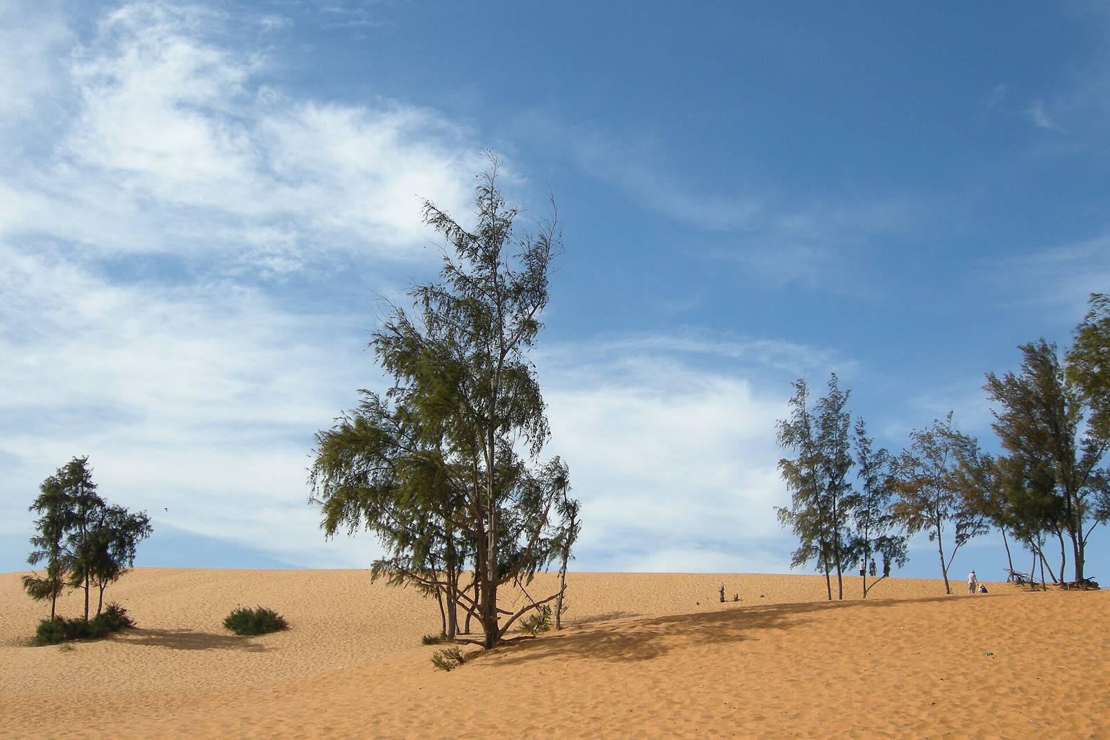 Golden sand dunes at Mui Ne with casuarina trees and a few distant walkers under a blue sky with white clouds