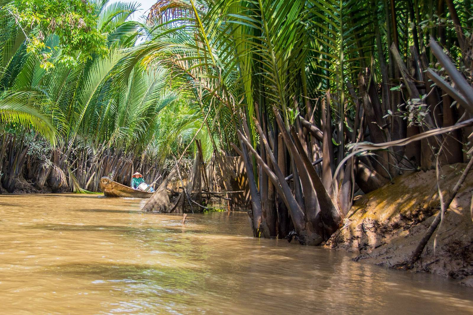 A person in a conical hat in a wooden boat on a narrow canal lined with water coconut palms near My Tho in the Mekong Delta