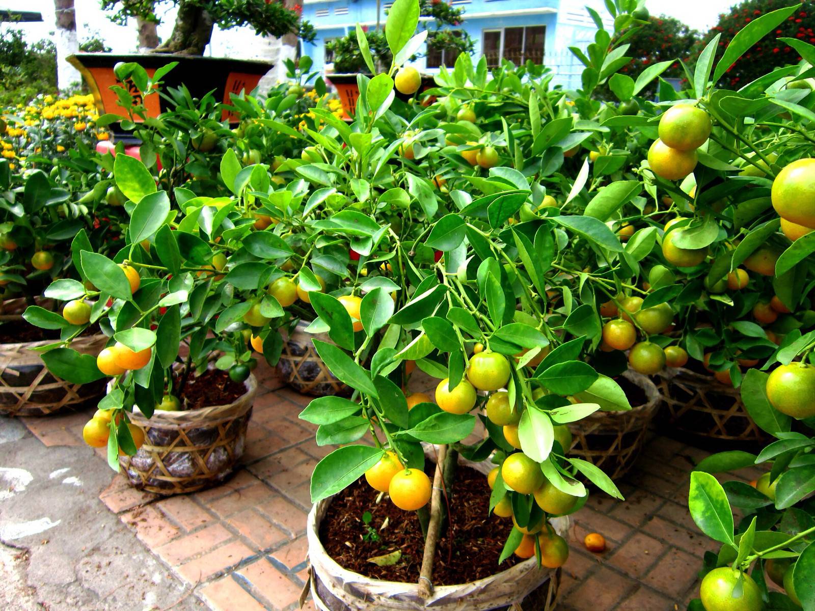 Potted kumquat trees heavy with orange fruit lined up in woven baskets at a Tet flower market in Long Xuyen, An Giang province, in bright daylight